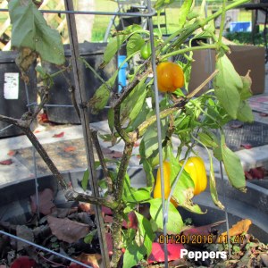 Peppers on my plant