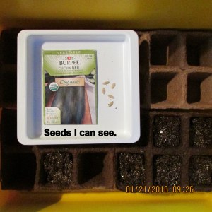 Seeds I can see