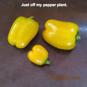 Peppers from my plant
