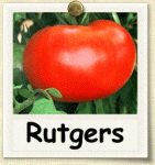 Rutgers tomato